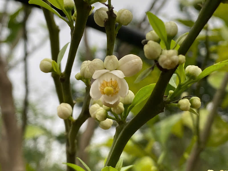 Hoa cam nở trắng