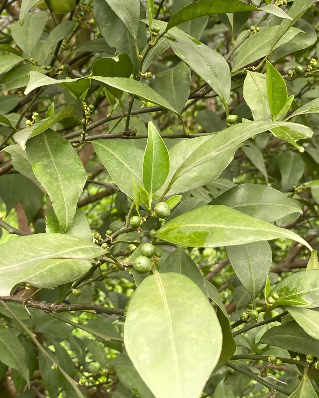 Quả cam non trên cành