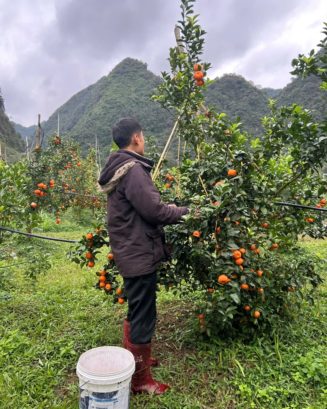 Hái cam bằng tay trong vườn dưới chân núi