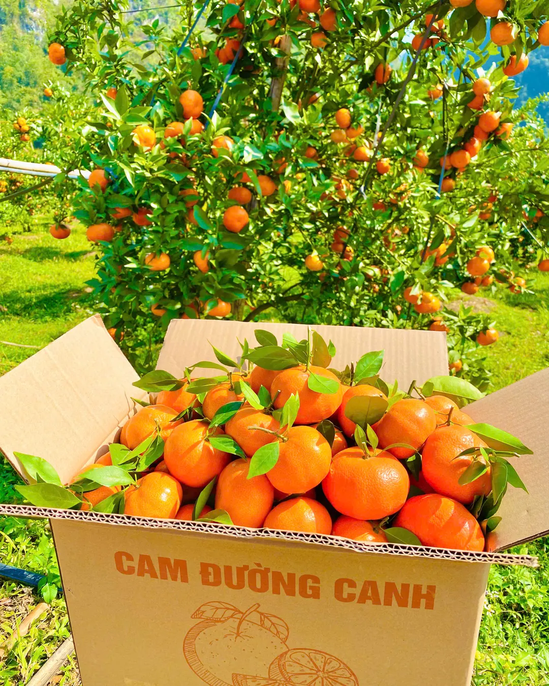 Thùng Cam Đường Canh đầy quả vừa hái