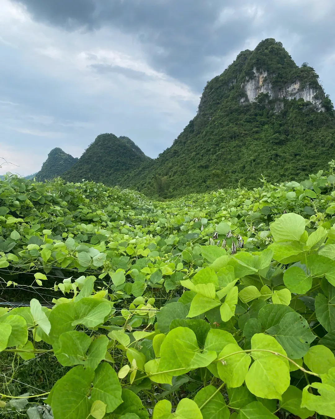 Nương sắn dây xanh dưới núi đá vôi