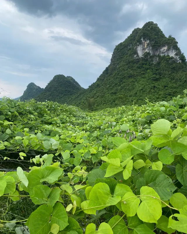 Kudzu field below limestone hills in Vu Lang
