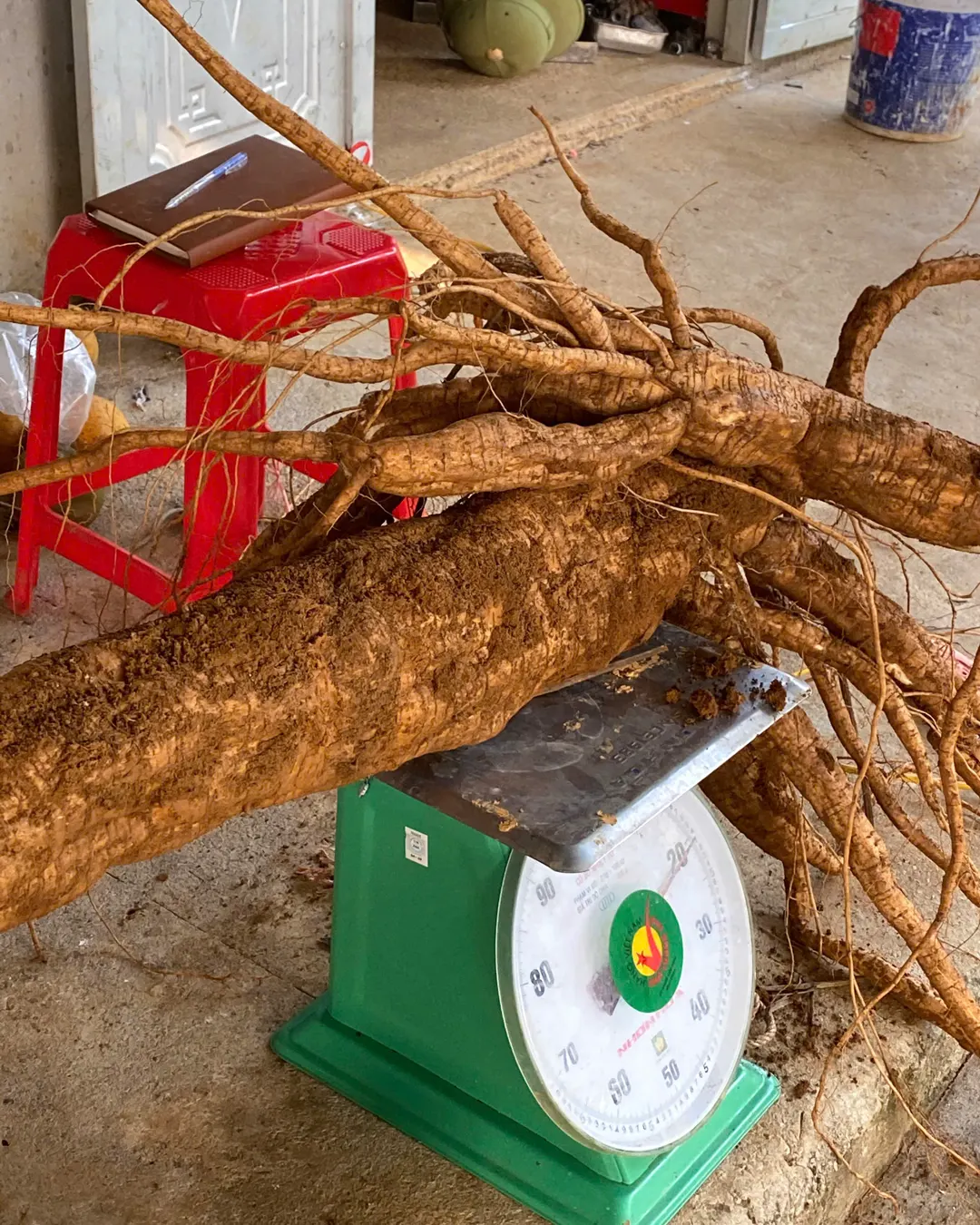 Củ sắn dây vừa đào đặt lên cân