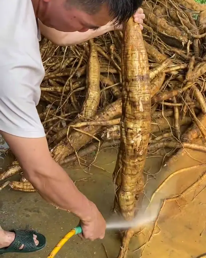 Rửa củ sắn dây bằng vòi nước