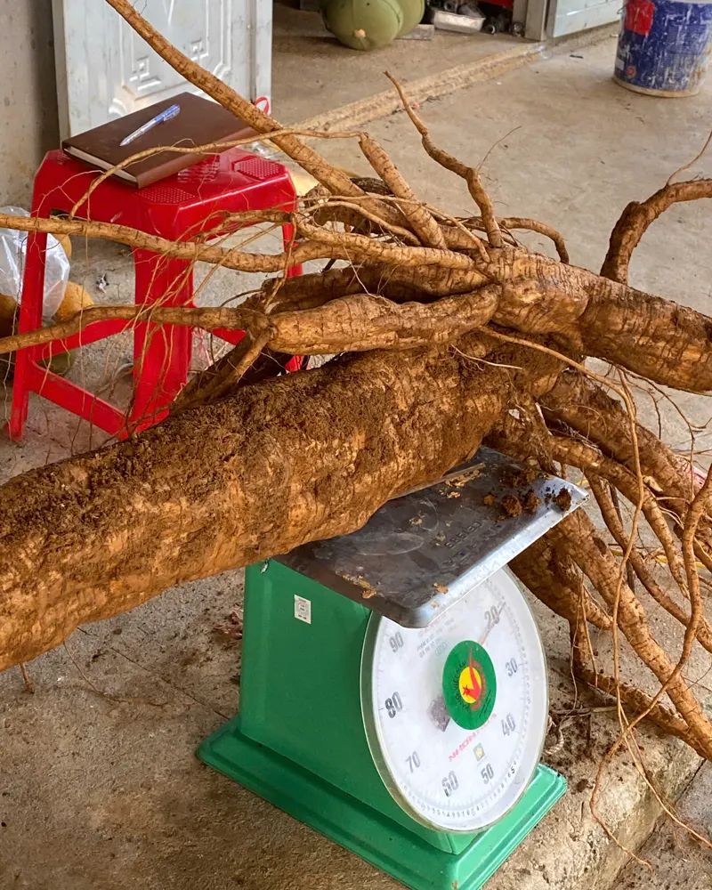 Củ sắn dây vừa đào đặt lên cân