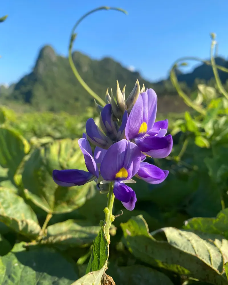 Hoa sắn dây màu tím trên nương