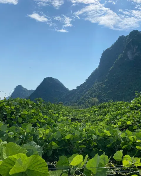 Nương sắn dây xanh dưới núi đá vôi